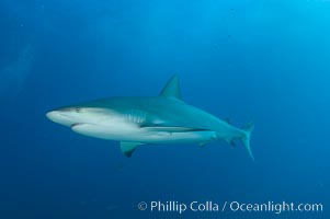 Caribbean reef shark, Carcharhinus perezi