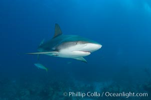 Caribbean reef shark, Carcharhinus perezi