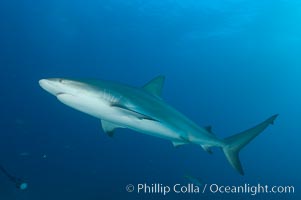 Caribbean reef shark, Carcharhinus perezi