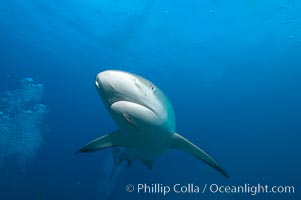 Caribbean reef shark, Carcharhinus perezi