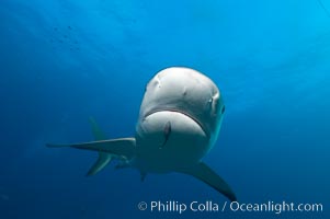 Caribbean reef shark with small sharksucker visible on underside, Carcharhinus perezi, Echeneis naucrates