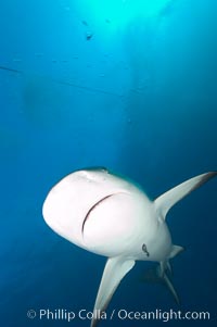 Caribbean reef shark with small sharksucker visible on underside, Carcharhinus perezi, Echeneis naucrates