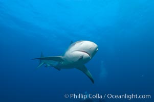 Caribbean reef shark with small sharksucker visible on underside, Carcharhinus perezi, Echeneis naucrates