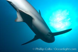 Caribbean reef shark, Carcharhinus perezi