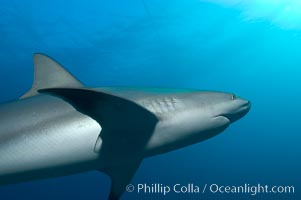 Caribbean reef shark, Carcharhinus perezi