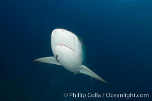 Caribbean reef shark, Carcharhinus perezi