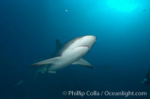 Caribbean reef shark, Carcharhinus perezi