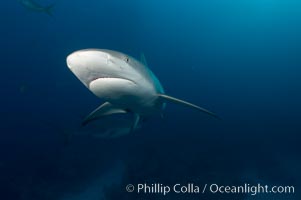 Caribbean reef shark, Carcharhinus perezi