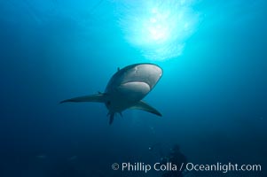 Caribbean reef shark, Carcharhinus perezi