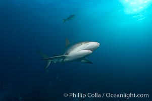 Caribbean reef shark, Carcharhinus perezi