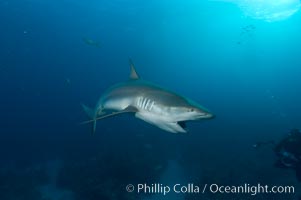 Caribbean reef shark about to bite a piece of bait, Carcharhinus perezi