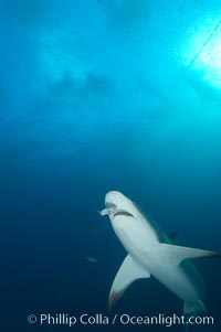 Caribbean reef shark about to bite a piece of bait, Carcharhinus perezi