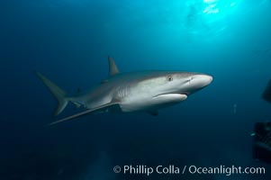 Caribbean reef shark, Carcharhinus perezi