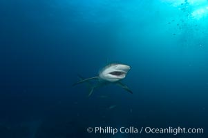 Caribbean reef shark, Carcharhinus perezi