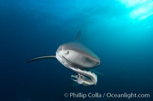 Caribbean reef shark about to bite a piece of bait, Carcharhinus perezi