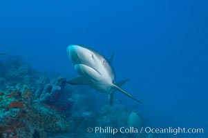 Caribbean reef shark swims over a coral reef, Carcharhinus perezi