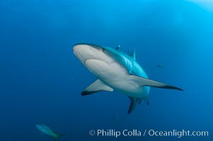 Caribbean reef shark. Bahamas, Carcharhinus perezi, natural history stock photograph, photo id 10549