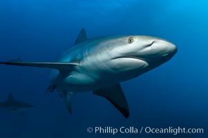 Caribbean reef shark, ampullae of Lorenzini visible on snout, Carcharhinus perezi