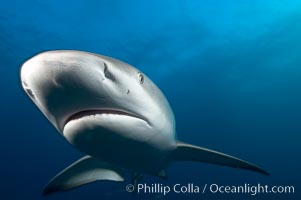 Caribbean reef shark, ampullae of Lorenzini visible on snout, Carcharhinus perezi