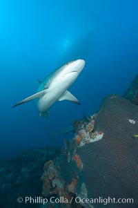 Caribbean reef shark swims over a coral reef, Carcharhinus perezi