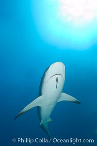 Caribbean reef shark with small sharksucker visible on underside, Carcharhinus perezi, Echeneis naucrates