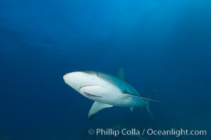 Caribbean reef shark with small sharksucker visible on underside, Carcharhinus perezi, Echeneis naucrates