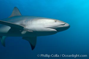 Caribbean reef shark, Carcharhinus perezi