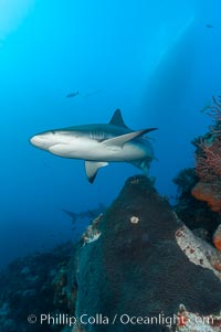 Caribbean reef shark swims over a coral reef, Carcharhinus perezi