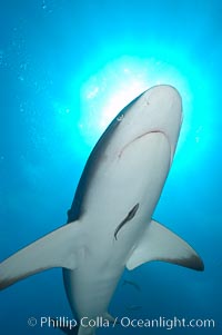 Caribbean reef shark with small sharksucker visible on underside, Carcharhinus perezi, Echeneis naucrates