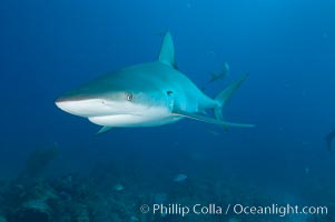 Caribbean reef shark, Carcharhinus perezi