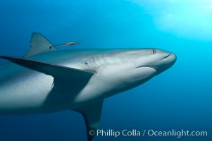 Caribbean reef shark, Carcharhinus perezi