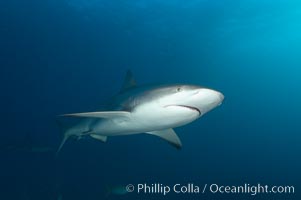 Caribbean reef shark, Carcharhinus perezi