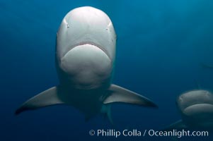 Caribbean reef shark, Carcharhinus perezi