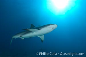 Caribbean reef shark, Carcharhinus perezi