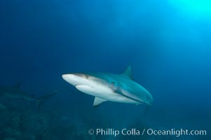 Caribbean reef shark, Carcharhinus perezi