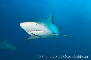 Caribbean reef shark with small sharksucker visible on underside, Carcharhinus perezi, Echeneis naucrates