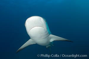 Caribbean reef shark, Carcharhinus perezi