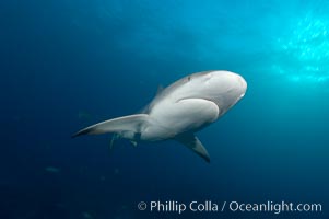 Caribbean reef shark, Carcharhinus perezi