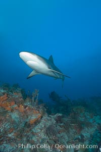 Caribbean reef shark swims over a coral reef, Carcharhinus perezi