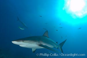 Caribbean reef shark, Carcharhinus perezi