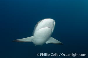 Caribbean reef shark, Carcharhinus perezi