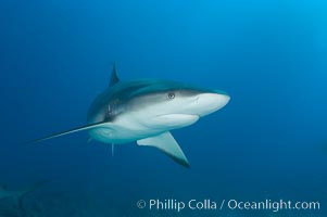 Caribbean reef shark, Carcharhinus perezi