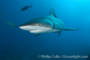 Caribbean reef shark, Carcharhinus perezi