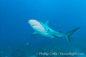 Caribbean reef shark, Carcharhinus perezi