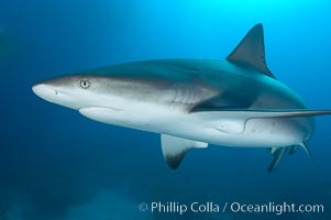 Caribbean reef shark, ampullae of Lorenzini visible on snout, Carcharhinus perezi