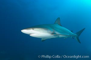 Caribbean reef shark, Carcharhinus perezi