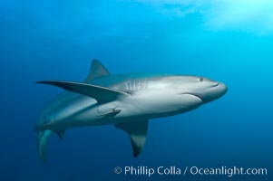 Caribbean reef shark with small sharksucker visible on underside, Carcharhinus perezi, Echeneis naucrates