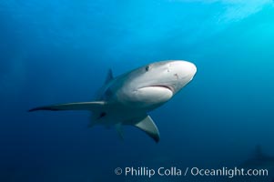 Caribbean reef shark, Carcharhinus perezi