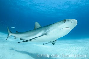 Caribbean reef shark