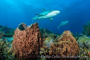 Caribbean reef shark swims over sponges and coral reef, Carcharhinus perezi